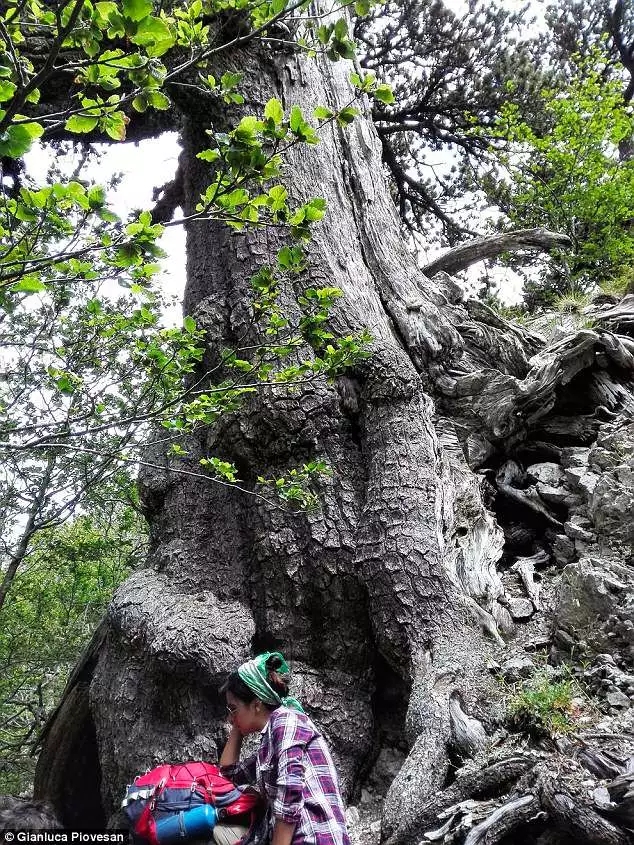 这棵欧洲最古老的树在意大利被发现了(图4)